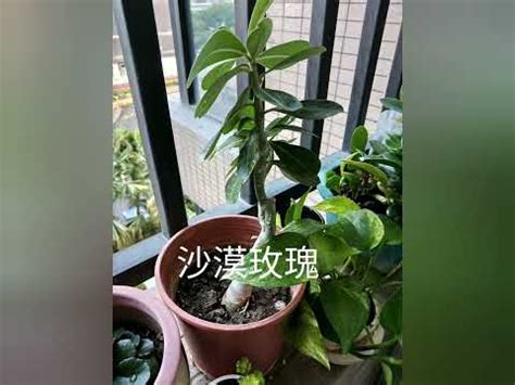 西曬植物|西曬房之植物指南